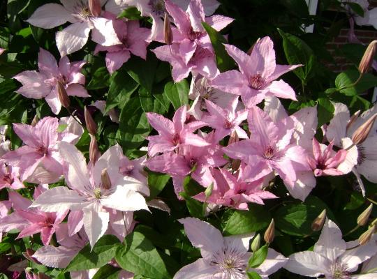 Clematis Hagley Hybrid