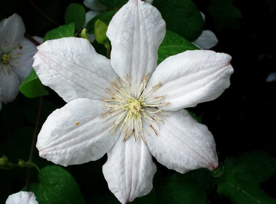 Clematis 'Huldine'