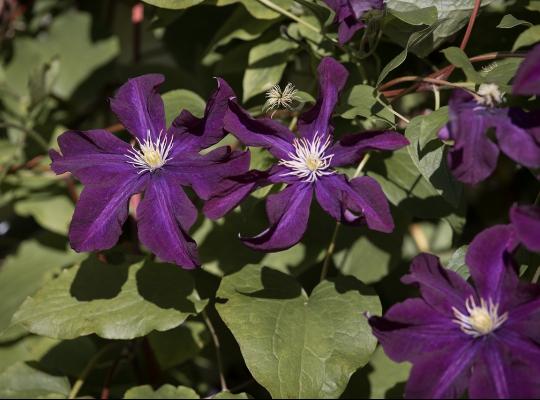 Clematis Jackmanii Superba