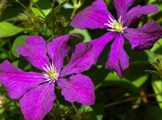 Clematis Jackmanii