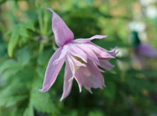 Clematis macropetala Markhams Pink