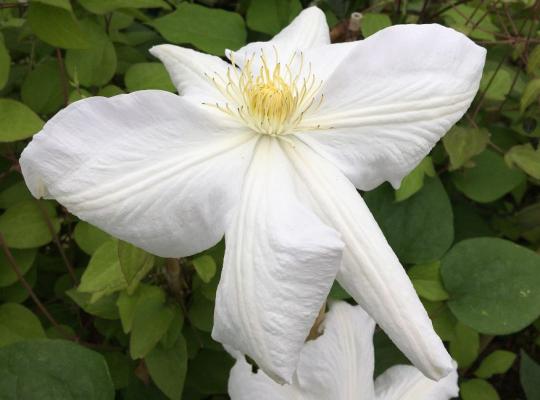 Clematis Marie Boisselot