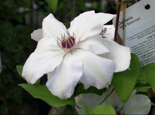 Clematis Miss Bateman