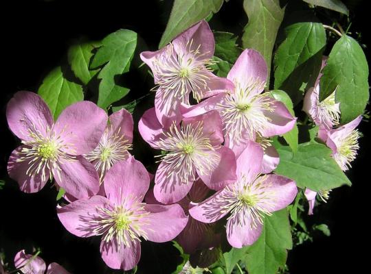 Clematis montana Elizabeth