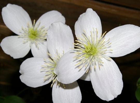 Clematis montana var. grandiflora