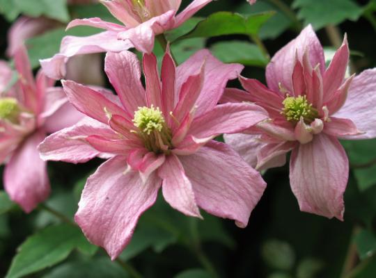 Clematis montana Marjorie