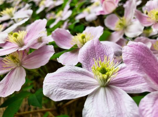 Clematis montana Mayleen