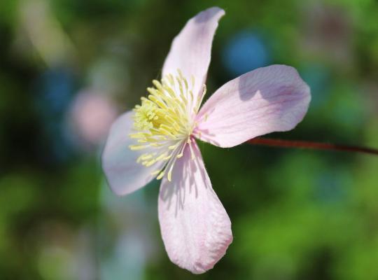 Clematis montana Pink Perfection