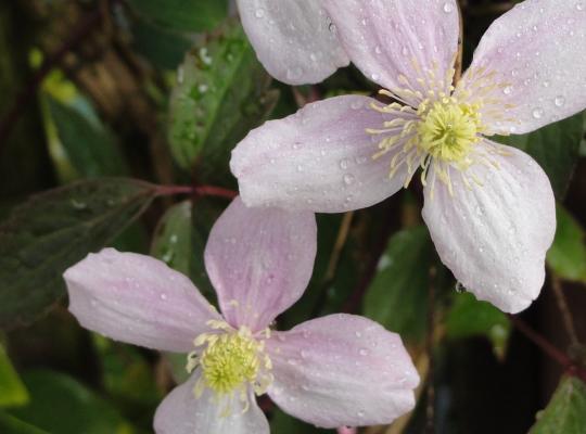 Clematis montana rubens