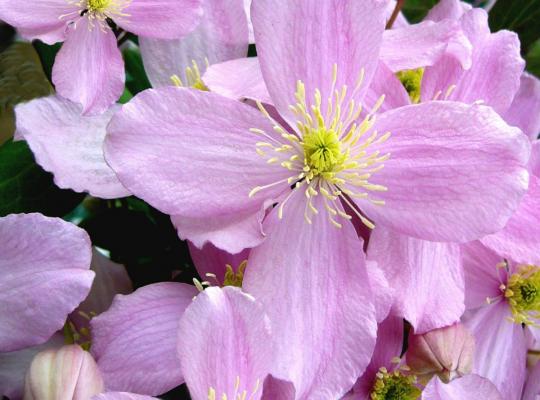 Clematis 'Tetrarose'