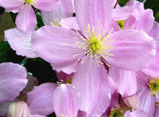 Clematis montana Tetrarose