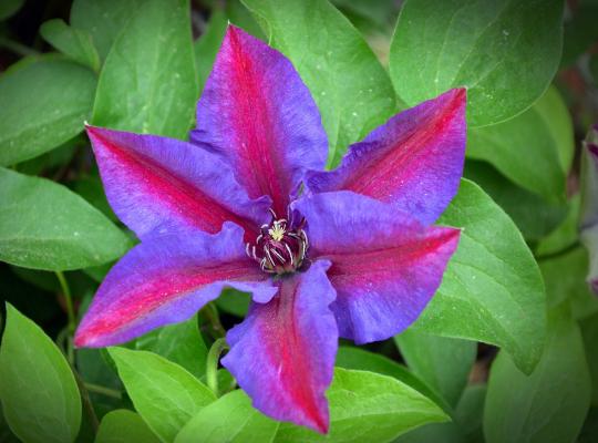 Clematis Mrs N Thompson