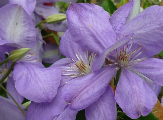 Clematis Mrs Cholmondeley