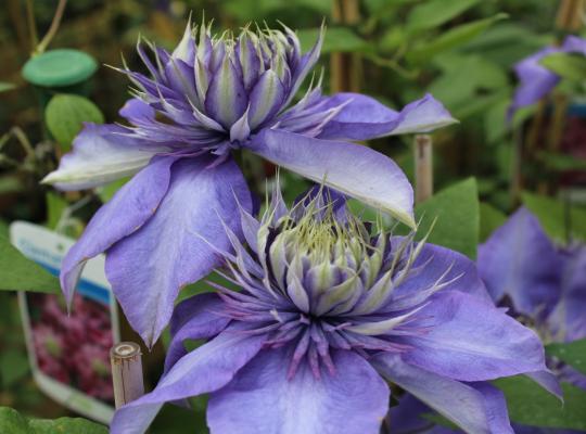 Clematis Multi Blue