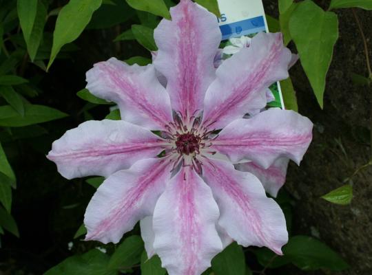 Clematis 'Nelly Moser'