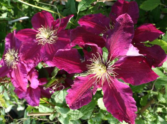 Clematis Niobe