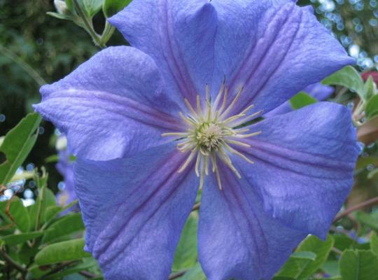 Clematis Perle d'Azur