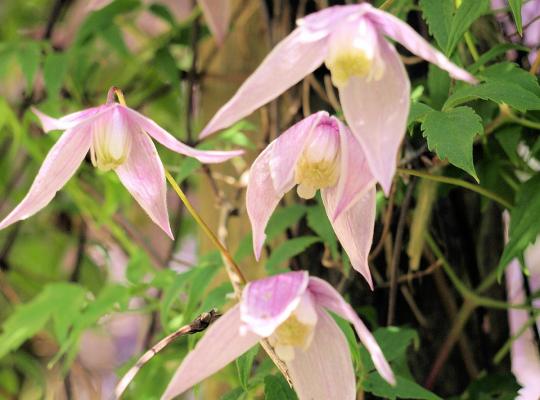 Clematis alpina Pink Flamingo