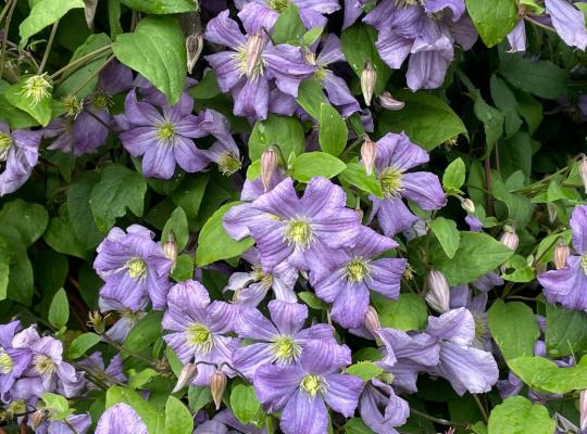 Clematis 'Prince Charles'