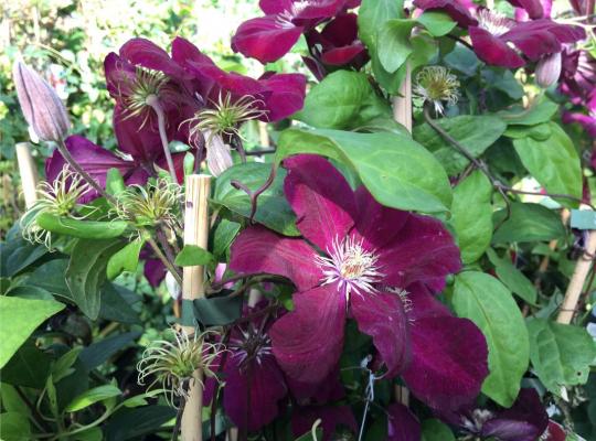 Clematis 'Rouge Cardinal'