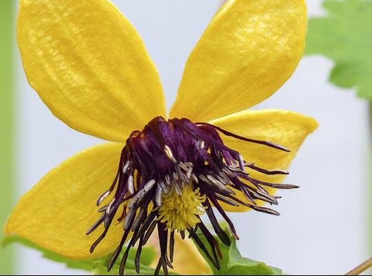 Clematis tangutica