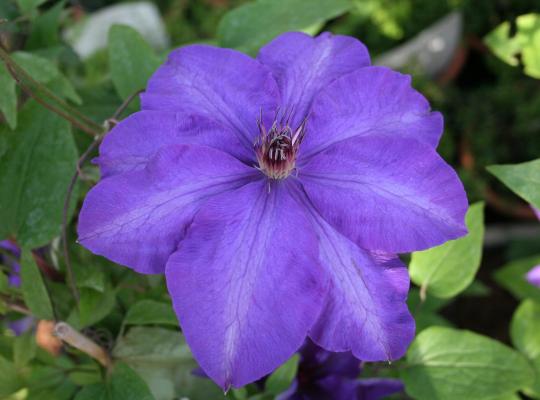 Clematis 'The President'