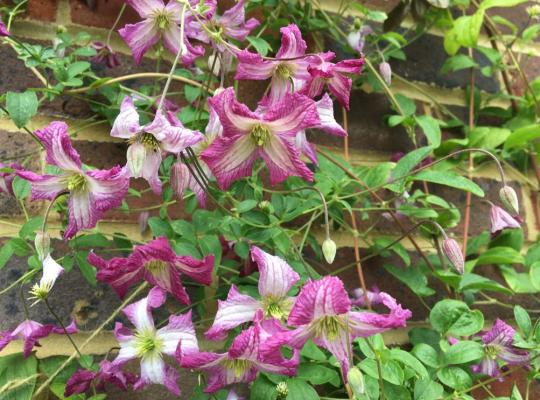 Clematis viticella Minuet