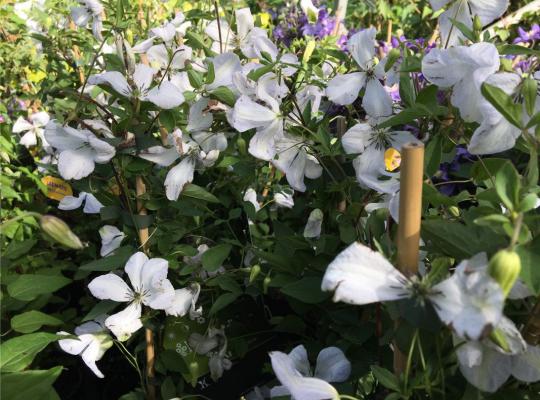 Clematis viticella Alba Luxurians