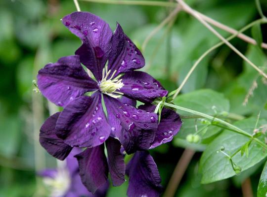 Clematis 'Polish Spirit'
