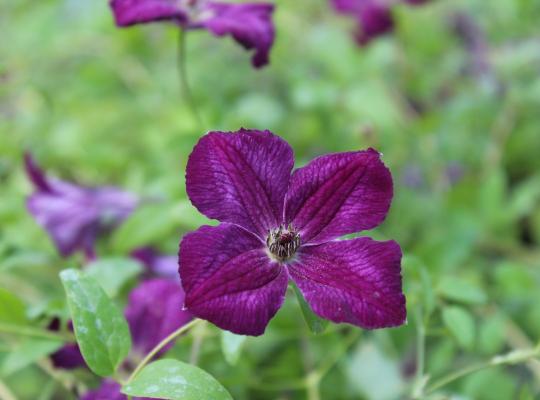 Clematis viticella Royal Velours