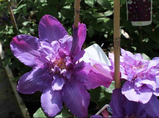 Clematis Vyvyan Pennell