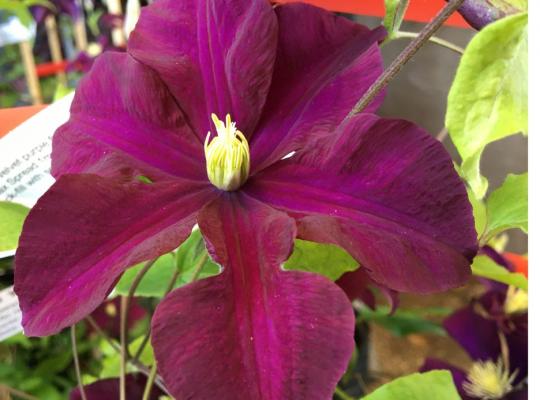 Clematis 'Warszawska Nike'