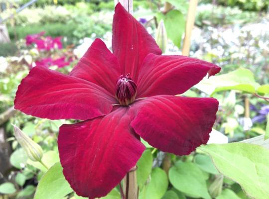 Clematis 'Westerplatte'