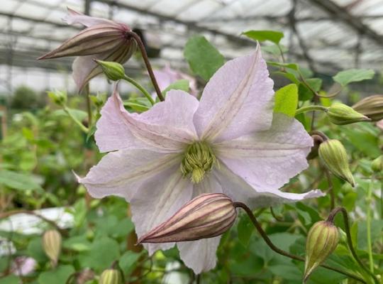 Clematis 'White Prince Charles'