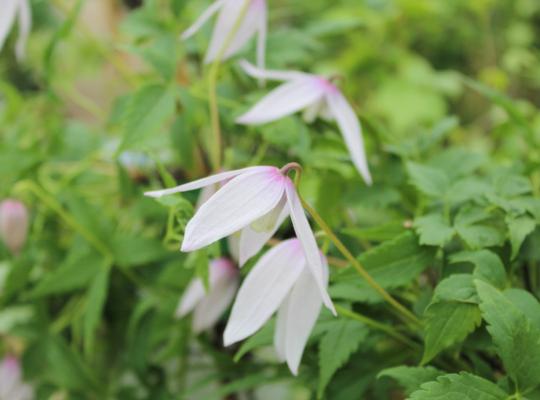 Clematis alpina Willy