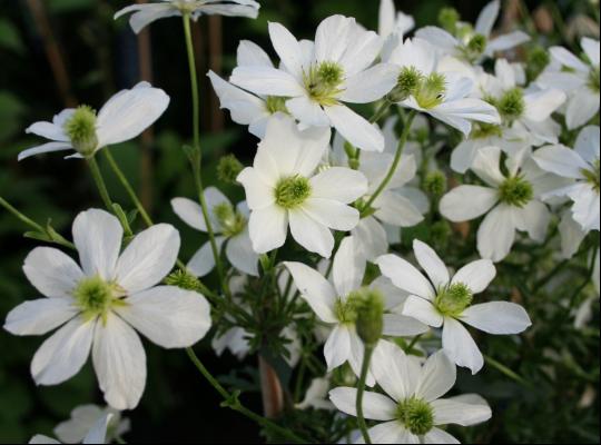 Clematis x cartmanii Early Sensation