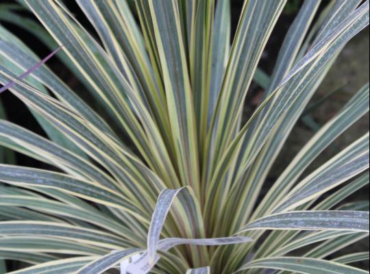 Cordyline australis Torbay Dazzler