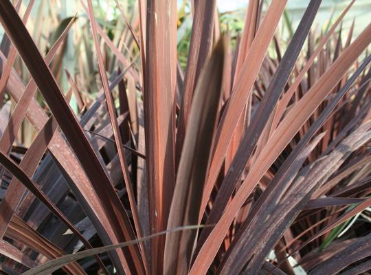 Cordyline australis Torbay Red