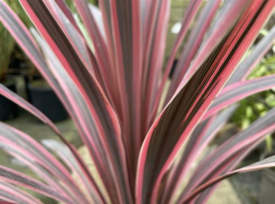 Cordyline australis Southern Splendour