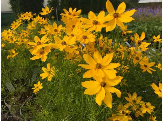 Coreopsis verticillata Zagreb