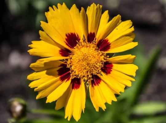 Coreopsis verticillata Grandiflora