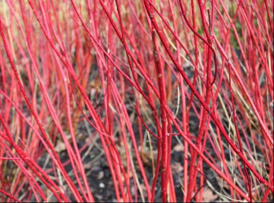 Cornus alba Elegantissima