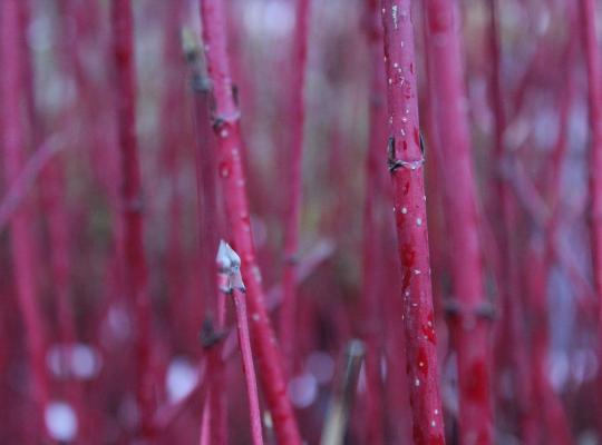 Cornus alba Sibirica