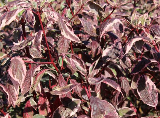 Cornus alba 'Sibirica Variegata'