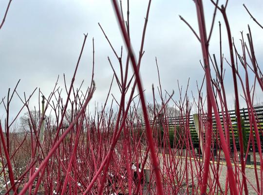 Cornus alba sibirica Westonbirt