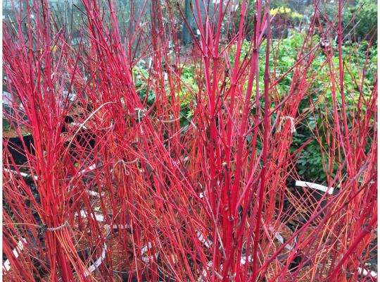 Cornus sang. 'Anny's Winter Orange'