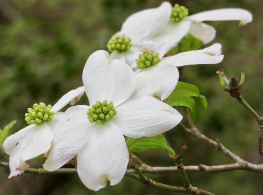 Cornus florida Cherokee Princess