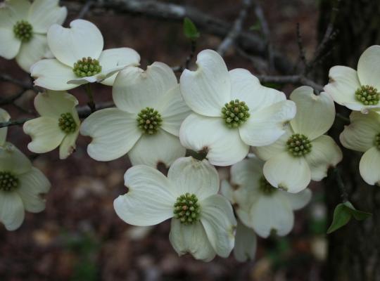 Cornus florida White Cloud