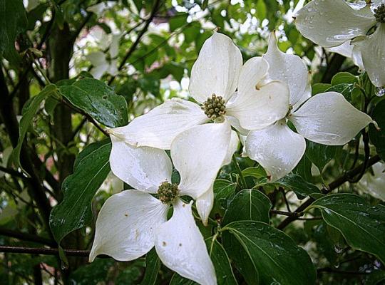 Cornus kousa Big Apple