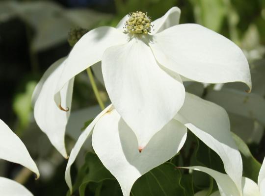 Cornus Milky Way